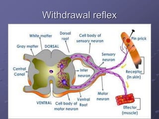 Withdrawal reflex
 