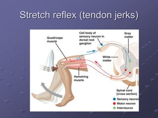Stretch reflex (tendon jerks)
 