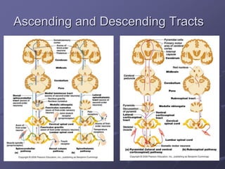 Ascending and Descending Tracts
 