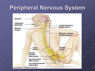 Peripheral Nervous System
 