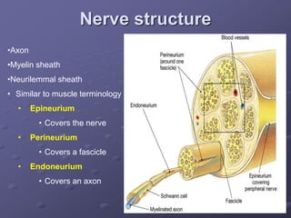 Nerve structure
•Axon
•Myelin sheath
•Neurilemmal sheath
• Similar to muscle terminology
• Epineurium
• Covers the nerve
• Perineurium
• Covers a fascicle
• Endoneurium
• Covers an axon
 