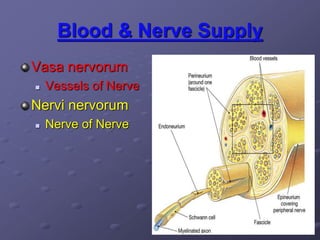 Blood & Nerve Supply
Vasa nervorum
 Vessels of Nerve
Nervi nervorum
 Nerve of Nerve
 