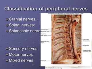 Classification of peripheral nerves
Cranial nerves :
Spinal nerves:
Splanchnic nerve
Sensory nerves
Motor nerves
Mixed nerves
 