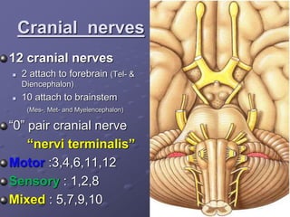 Cranial nerves
12 cranial nerves
 2 attach to forebrain (Tel- &
Diencephalon)
 10 attach to brainstem
(Mes-, Met- and Myelencephalon)
“0” pair cranial nerve
“nervi terminalis”
Motor :3,4,6,11,12
Sensory : 1,2,8
Mixed : 5,7,9,10
 