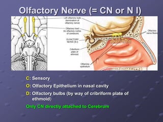 Olfactory Nerve (= CN or N I)
C: Sensory
O: Olfactory Epithelium in nasal cavity
D: Olfactory bulbs (by way of cribriform plate of
ethmoid)
Only CN directly attached to Cerebrum
 
