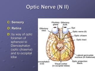 Optic Nerve (N II)
C: Sensory
O: Retina
D: by way of optic
foramen of
sphenoid to
Diencephalon
(optic chiasma)
and to occipital
lobe
 