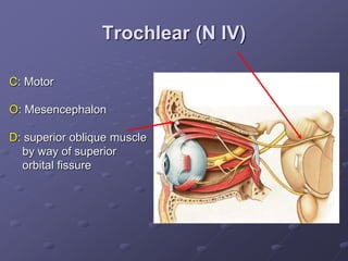 Trochlear (N IV)
C: Motor
O: Mesencephalon
D: superior oblique muscle
by way of superior
orbital fissure
 