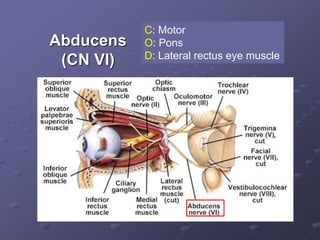 Abducens
(CN VI)
C: Motor
O: Pons
D: Lateral rectus eye muscle
 