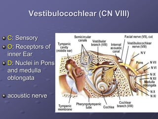 Vestibulocochlear (CN VIII)
C: Sensory
O: Receptors of
inner Ear
D: Nuclei in Pons
and medulla
oblongata
acoustic nerve
 