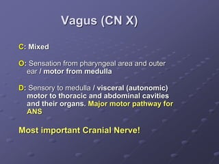 Vagus (CN X)
C: Mixed
O: Sensation from pharyngeal area and outer
ear / motor from medulla
D: Sensory to medulla / visceral (autonomic)
motor to thoracic and abdominal cavities
and their organs. Major motor pathway for
ANS
Most important Cranial Nerve!
 