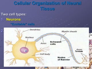 Cellular Organization of Neural
Tissue
Two cell types:
1. Neurons
“Excitable” cells
2. Neuroglia (mostly not excitable)
 Astrocytes
 Oligodendrocytes
 Microglial cells
 Ependymal cells
 Schwann cells
 Satellite cells
 