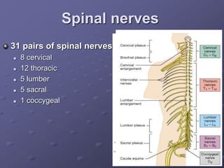 Spinal nerves
31 pairs of spinal nerves
 8 cervical
 12 thoracic
 5 lumber
 5 sacral
 1 coccygeal
 