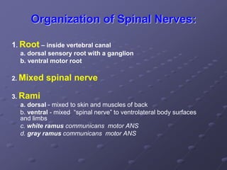 Organization of Spinal Nerves:
1. Root – inside vertebral canal
a. dorsal sensory root with a ganglion
b. ventral motor root
2. Mixed spinal nerve
3. Rami
a. dorsal - mixed to skin and muscles of back
b. ventral - mixed “spinal nerve” to ventrolateral body surfaces
and limbs
c. white ramus communicans motor ANS
d. gray ramus communicans motor ANS
 