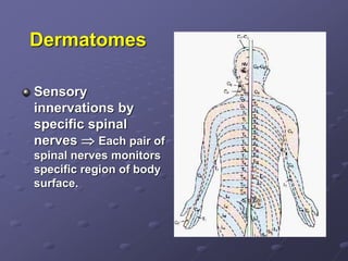 Dermatomes
Sensory
innervations by
specific spinal
nerves  Each pair of
spinal nerves monitors
specific region of body
surface.
 