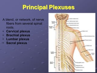 Principal Plexuses
A blend, or network, of nerve
fibers from several spinal
roots.
• Cervical plexus
• Brachial plexus
• Lumbar plexus
• Sacral plexus
 