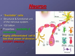 Neuron
 “Excitable” cells
 Structural & functional unit
of the nervous system.
 100 billion
Properties : excitability &
conductivity
Highly differentiated cell &
lost their power of division
EXCEPT olfactory
 