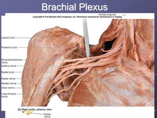 Brachial Plexus
 