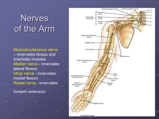 Nerves
of the Arm
Musculocutaneous nerve
– innervates biceps and
brachialis muscles
Median nerve - innervates
lateral flexors
Ulnar nerve - innervates
medial flexors
Radial nerve - innervates
forearm extensors
 