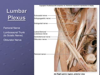 Lumbar
Plexus
Femoral Nerve
Lumbosacral Trunk
(to Sciatic Nerve)
Obturator Nerve
 