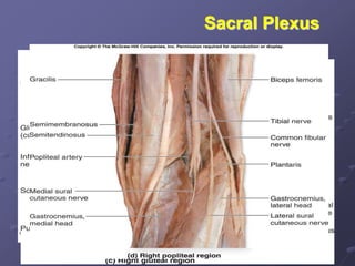 Sacral Plexus
 