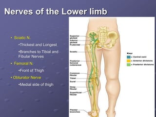 Nerves of the Lower limb
• Sciatic N.
•Thickest and Longest
•Branches to Tibial and
Fibular Nerves
• Femoral N.
•Front of Thigh
• Obturator Nerve
•Medial side of thigh
 