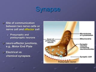 Synapse
Site of communication
between two nerve cells or
nerve cell and effector cell
 Presynaptic and
postsynaptic neurons
neuro-effector junctions,
e.g., Motor End Plate
Electrical vs.
chemical synapses
 
