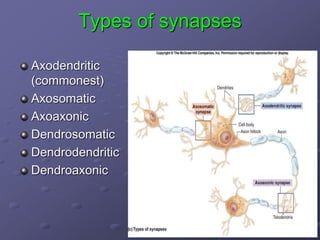 Types of synapses
Axodendritic
(commonest)
Axosomatic
Axoaxonic
Dendrosomatic
Dendrodendritic
Dendroaxonic
 