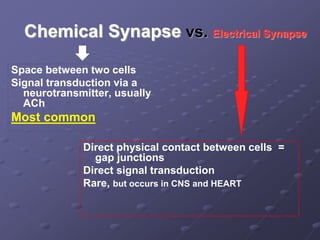Chemical Synapse vs. Electrical Synapse
Space between two cells
Signal transduction via a
neurotransmitter, usually
ACh
Most common
Direct physical contact between cells =
gap junctions
Direct signal transduction
Rare, but occurs in CNS and HEART
 