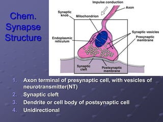Chem.
Synapse
Structure
1. Axon terminal of presynaptic cell, with vesicles of
neurotransmitter(NT)
2. Synaptic cleft
3. Dendrite or cell body of postsynaptic cell
4. Unidirectional
 