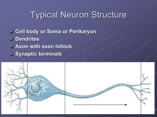 Typical Neuron Structure
Cell body or Soma or Perikaryon
Dendrites
Axon with axon hillock
Synaptic terminals
 