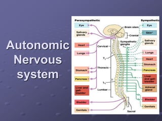 Autonomic
Nervous
system
 