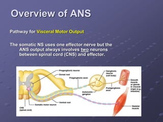 Overview of ANS
Pathway for Visceral Motor Output
The somatic NS uses one effector nerve but the
ANS output always involves two neurons
between spinal cord (CNS) and effector.
 