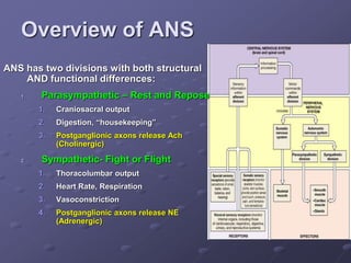 Overview of ANS
ANS has two divisions with both structural
AND functional differences:
1. Parasympathetic – Rest and Repose
1. Craniosacral output
2. Digestion, “housekeeping”
3. Postganglionic axons release Ach
(Cholinergic)
2. Sympathetic- Fight or Flight
1. Thoracolumbar output
2. Heart Rate, Respiration
3. Vasoconstriction
4. Postganglionic axons release NE
(Adrenergic)
 
