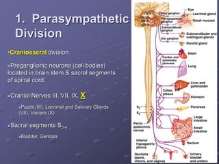 •Craniosacral division
Preganglionic neurons (cell bodies)
located in brain stem & sacral segments
of spinal cord.
Cranial Nerves III, VII, IX, X
Pupils (III), Lacrimal and Salivary Glands
(VII), Viscera (X)
Sacral segments S2-4
Bladder, Genitals
1. Parasympathetic
Division
 
