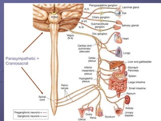 Parasympathetic =
Craniosacral
 