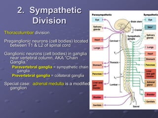 2. Sympathetic
Division
Thoracolumbar division
Preganglionic neurons (cell bodies) located
between T1 & L2 of spinal cord
Ganglionic neurons (cell bodies) in ganglia
near vertebral column, AKA “Chain
Ganglia.”
Paravertebral ganglia = sympathetic chain
ganglia
Prevertebral ganglia = collateral ganglia
Special case: adrenal medulla is a modified
ganglion
 