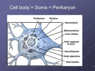 Cell body = Soma = Perikaryon
 