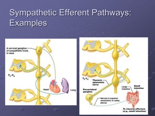 Sympathetic Efferent Pathways:
Examples
 