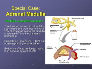 Special Case:
Adrenal Medulla
Fig. 17-6
“Modified sympathetic ganglion”
Terminus for neuron #1, stimulates
specialized 2nd order neurons with
very short axons in adrenal medulla
to release NT into blood stream (=
hormones)
Epinephrine (adrenaline) ~ 80% and
norepinephrine (noradrenaline)
Endocrine effects are longer lasting
than nervous system effects
 