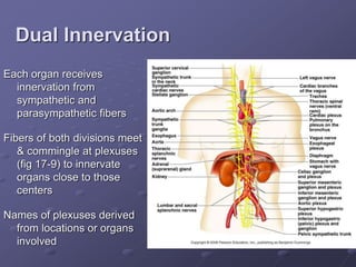 Dual Innervation
Each organ receives
innervation from
sympathetic and
parasympathetic fibers
Fibers of both divisions meet
& commingle at plexuses
(fig 17-9) to innervate
organs close to those
centers
Names of plexuses derived
from locations or organs
involved
 