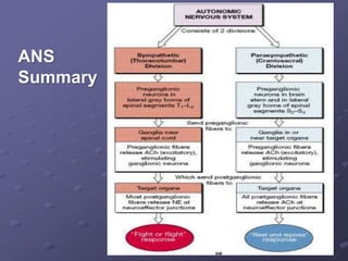 ANS
Summary
 