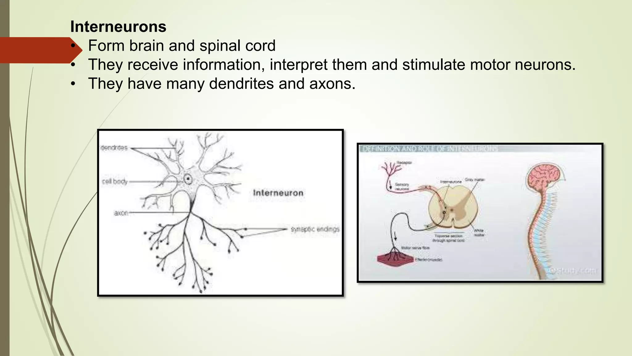 Interneurons
• Form brain and spinal cord
• They receive information, interpret them and stimulate motor neurons.
• They have many dendrites and axons.
 