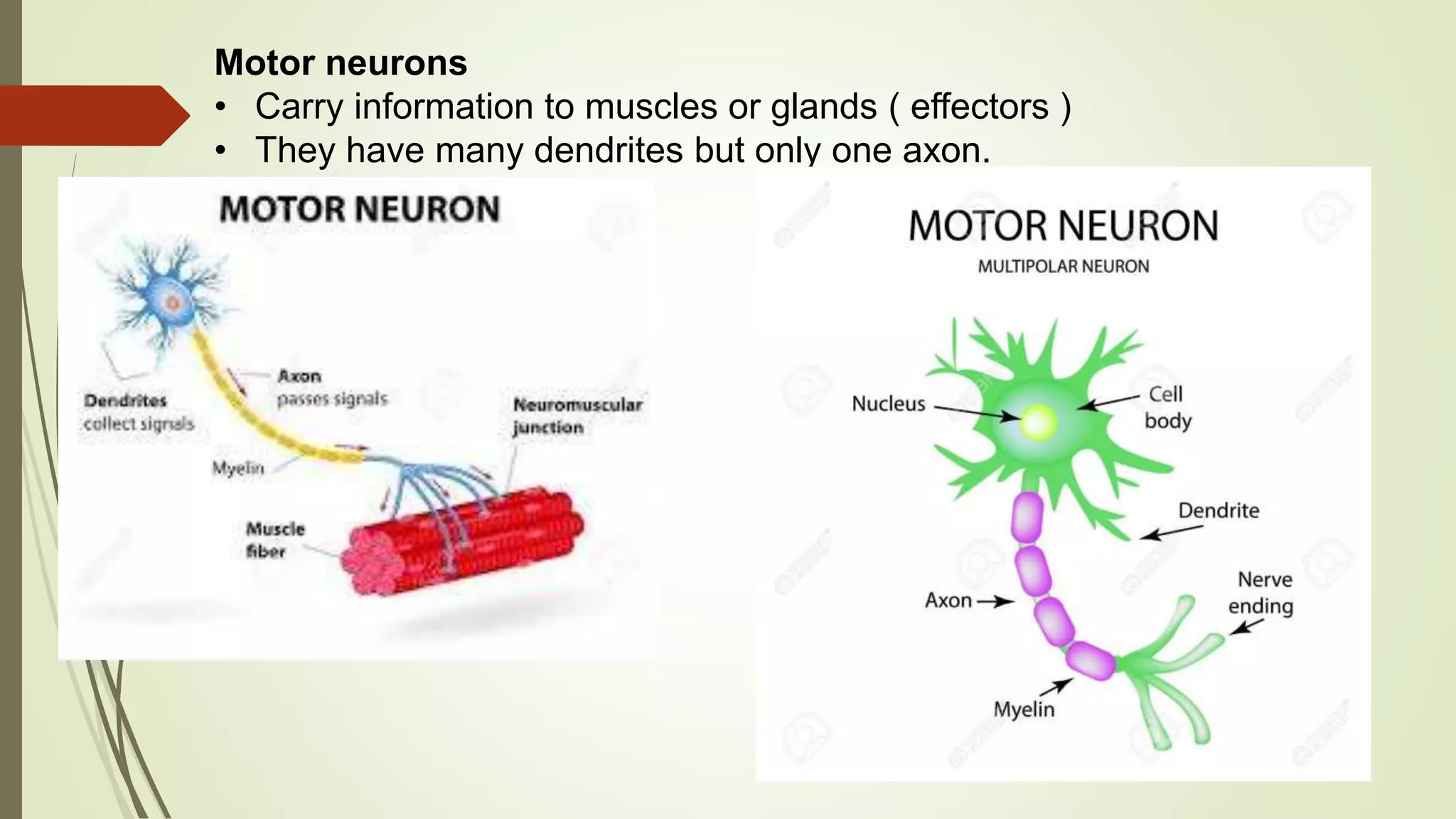 Motor neurons
• Carry information to muscles or glands ( effectors )
• They have many dendrites but only one axon.
 