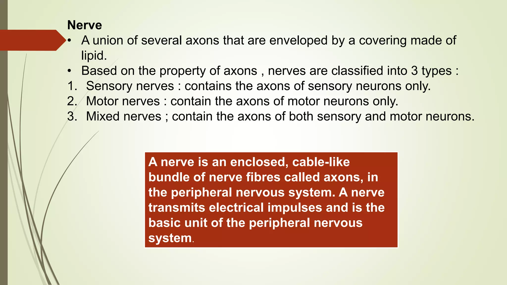 Nervous system PPT for grade 10 (basic concepts regarding human nervous ...