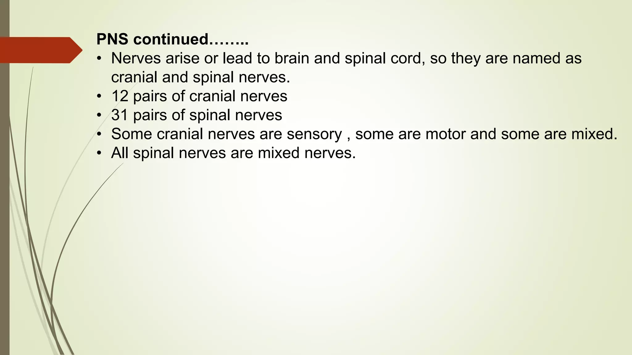 PNS continued……..
• Nerves arise or lead to brain and spinal cord, so they are named as
cranial and spinal nerves.
• 12 pairs of cranial nerves
• 31 pairs of spinal nerves
• Some cranial nerves are sensory , some are motor and some are mixed.
• All spinal nerves are mixed nerves.
 