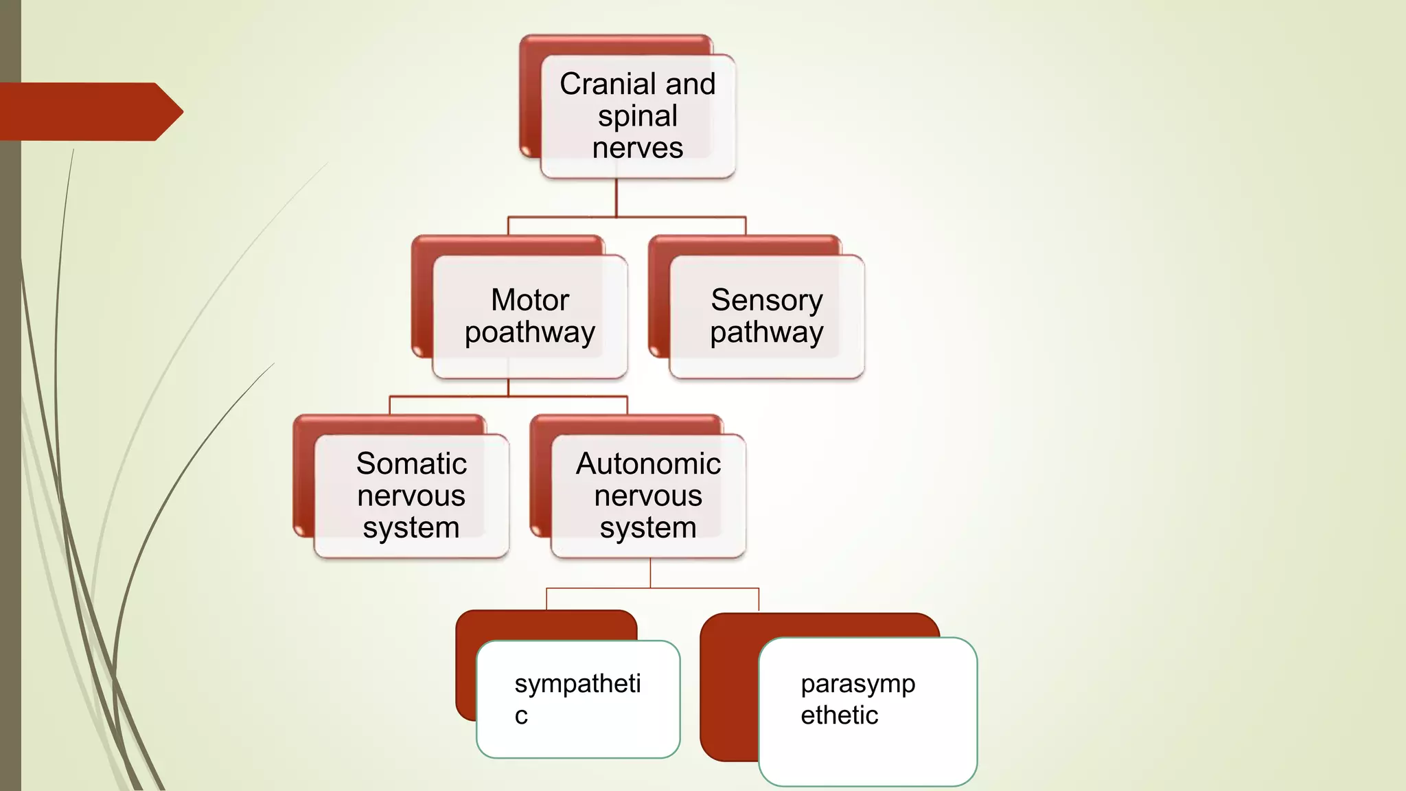 Cranial and
spinal
nerves
Motor
poathway
Somatic
nervous
system
Autonomic
nervous
system
Sensory
pathway
sympatheti
c
parasymp
ethetic
 