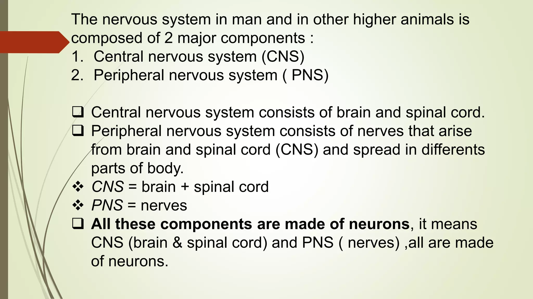The nervous system in man and in other higher animals is
composed of 2 major components :
1. Central nervous system (CNS)
2. Peripheral nervous system ( PNS)
 Central nervous system consists of brain and spinal cord.
 Peripheral nervous system consists of nerves that arise
from brain and spinal cord (CNS) and spread in differents
parts of body.
 CNS = brain + spinal cord
 PNS = nerves
 All these components are made of neurons, it means
CNS (brain & spinal cord) and PNS ( nerves) ,all are made
of neurons.
 