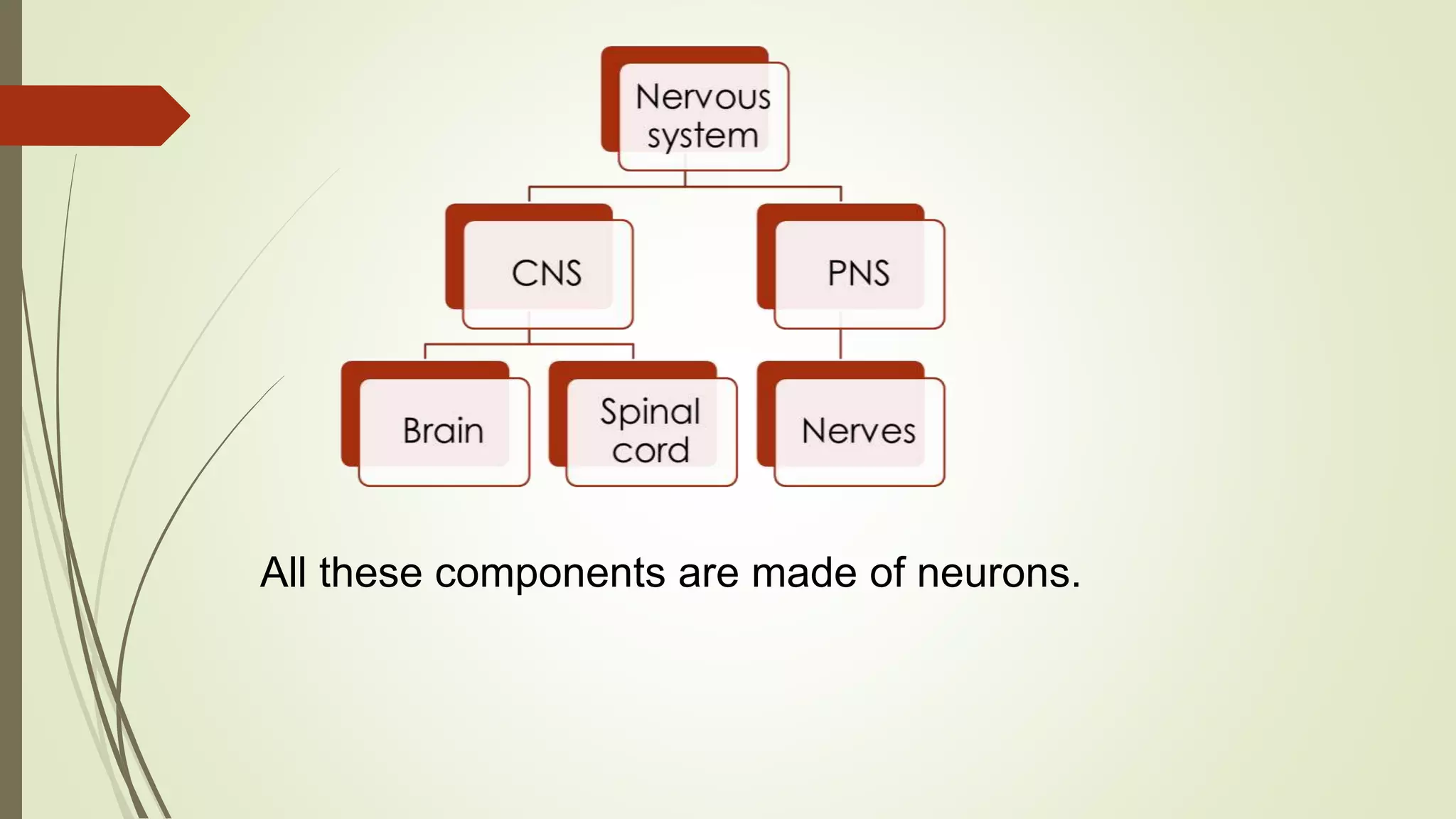 All these components are made of neurons.
 