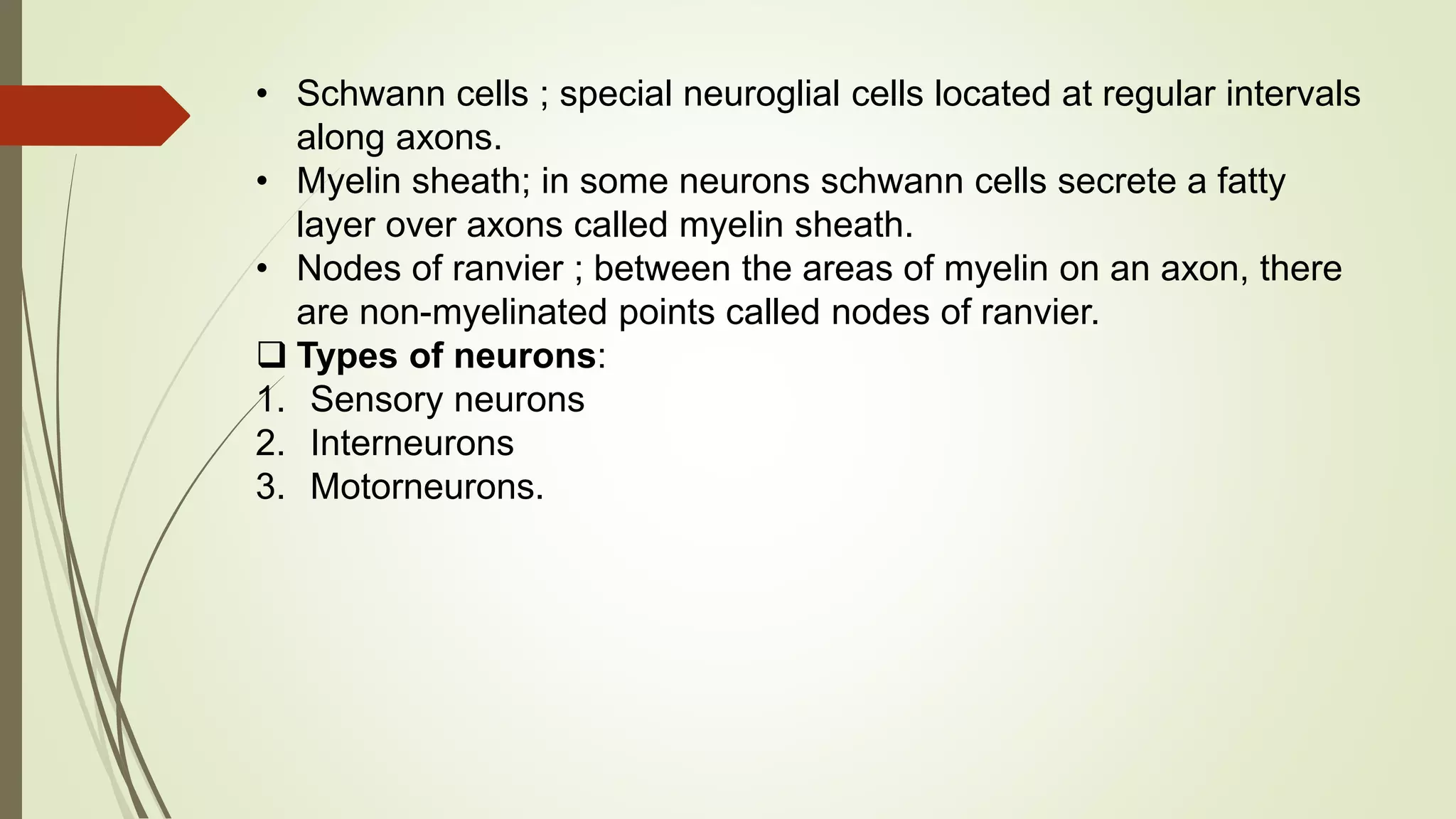 • Schwann cells ; special neuroglial cells located at regular intervals
along axons.
• Myelin sheath; in some neurons schwann cells secrete a fatty
layer over axons called myelin sheath.
• Nodes of ranvier ; between the areas of myelin on an axon, there
are non-myelinated points called nodes of ranvier.
 Types of neurons:
1. Sensory neurons
2. Interneurons
3. Motorneurons.
 
