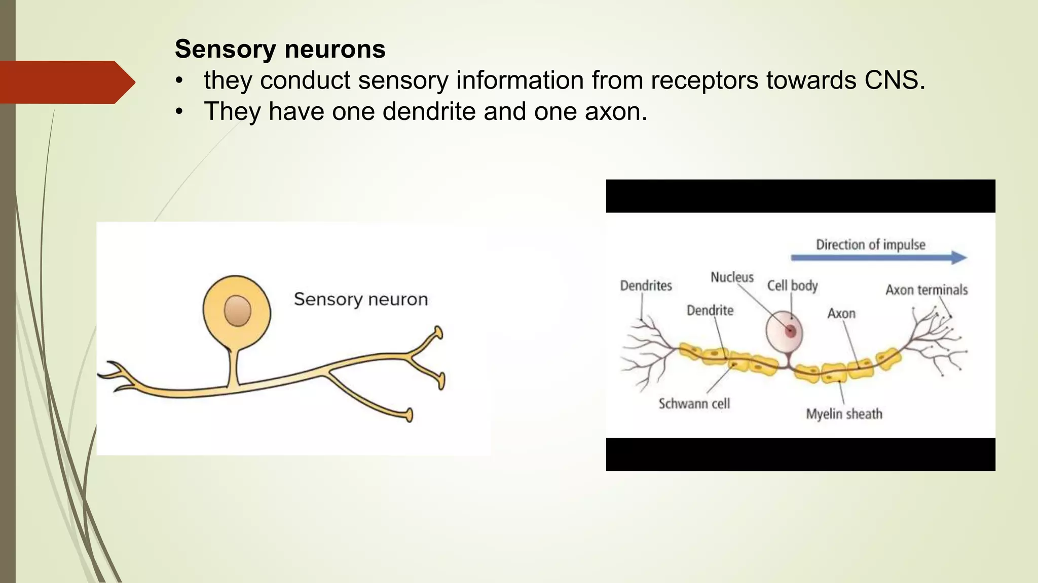 Sensory neurons
• they conduct sensory information from receptors towards CNS.
• They have one dendrite and one axon.
 